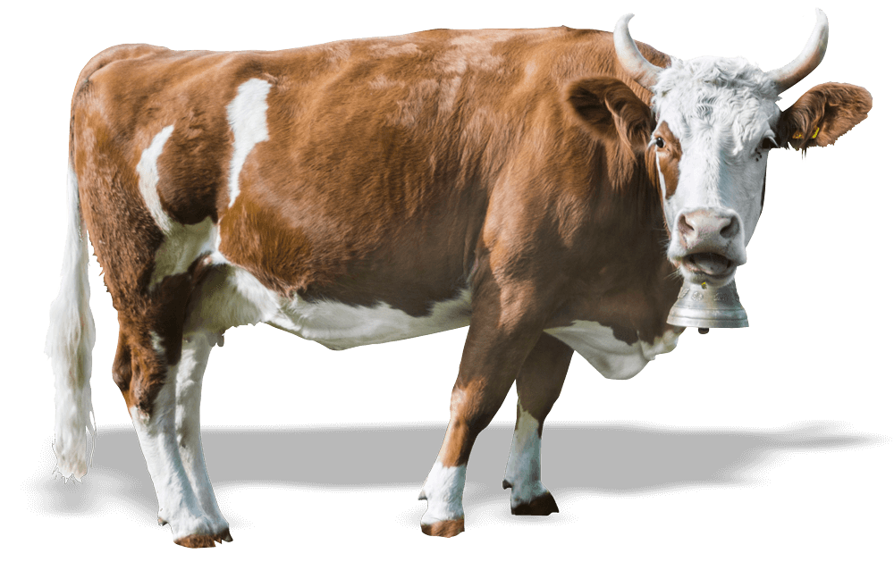 cow-1644166 (1)